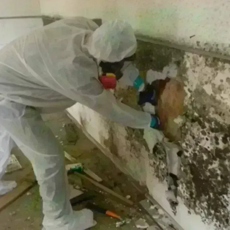 Mold Remediation and Removal in Petersburg, WV